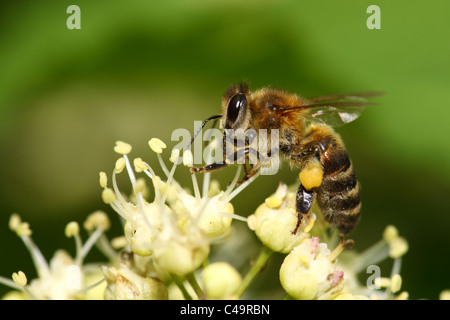 Arbeitsbiene sammelt Honig auf eine weiße Blume Stockfoto