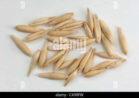 Gemeinsamen Hafer (Avena Sativa Sativa), reife Samen. Studio Bild vor einem weißen Hintergrund. Stockfoto