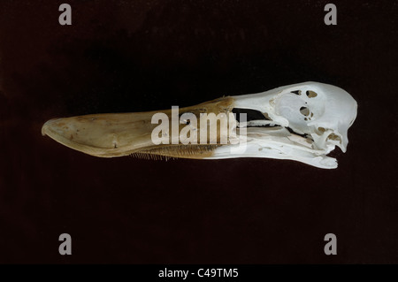 Löffelente Ente (Anas Clypeata) Schnabel oder Bill & Schädel Stockfoto