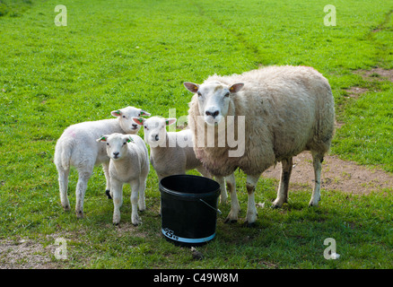 neugierige Schafe mit drei Lämmer beobachten der Fotograf Stockfoto