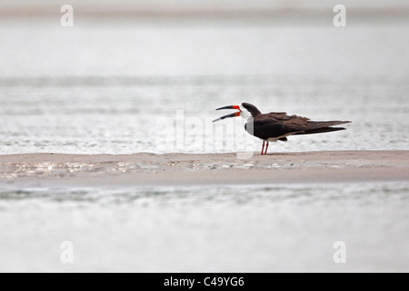 Manu Nationalpark, schwarz Skimmer (Rynchops Niger) in Alto Madre de Dios Fluss. Stockfoto