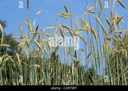 Roggen (Secale Cereale), unreife Ohren auf einem Feld. Stockfoto