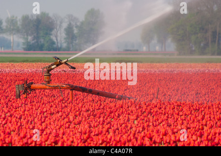 Sprinkleranlage in einem Feld von roten Tulpen Stockfoto