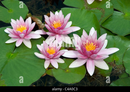 Seerose (Nymphaea Attraction), Blumen. Stockfoto