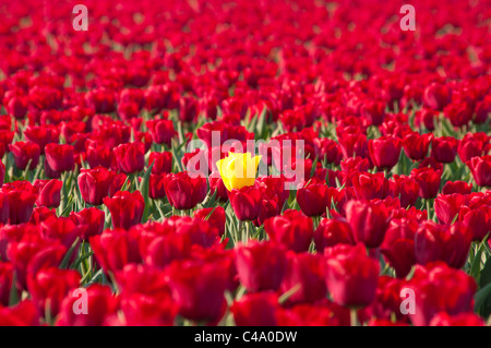 einzelne gelbe Tulpe stehend aus einem Feld mit roten Tulpen in Noordoostpolder, Niederlande Stockfoto