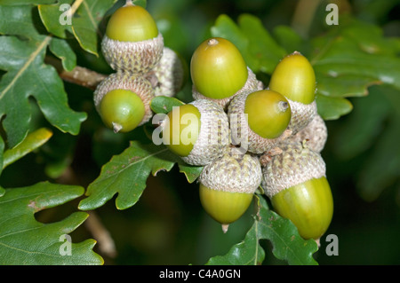 Traubeneiche, Spitzahorn-Eiche (Quercus Petraea, Quercus Sessilis). Unreife Eicheln. Stockfoto