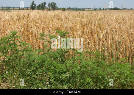 Jährliche Beifußblättrige Ambrosie (Ambrosia Artemisiifolia). Junge Pflanzen am Rande eines Maisfeldes. Stockfoto