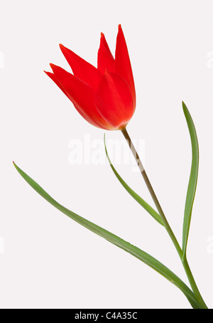 NAHAUFNAHME VON ROTEN TULPEN MIT GRÜNEN BLÄTTER UND STENGEL AUF EINFACHEN HINTERGRUND. Stockfoto