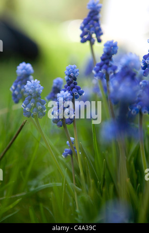 Muscari Blumen in grünen Rasen, selektiven Fokus Stockfoto