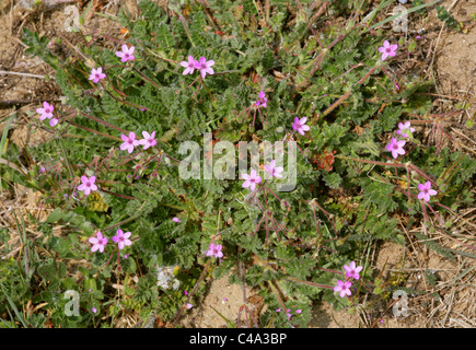 Gemeinsame Storksbill oder Redstem Filaree, Erodium Cicutarium, Geraniaceae. Die Küste von Norfolk. Stockfoto