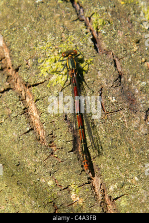 Weiblichen großen Red Damselfly, Pyrrhosoma Nymphula, Coenagrionidae, Zygoptera, Odonata. Stockfoto