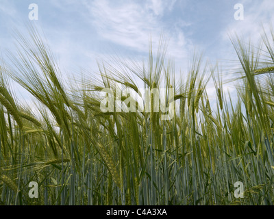 Eingereicht von grünen Weizen (Triticum sp.) Stockfoto