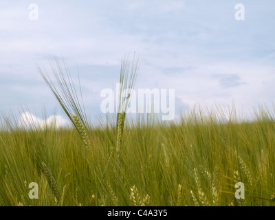 Eingereicht von grünen Weizen (Triticum sp.) Stockfoto