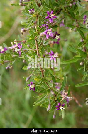 Duke of Argyll's Tea Tree, Chinesische Wolfbeere, Berberei Eheschließe, Red Medlar oder Eheschließe Rebe, Lycium barbarum, Solanaceae. Titchwell, Norfolk. Stockfoto