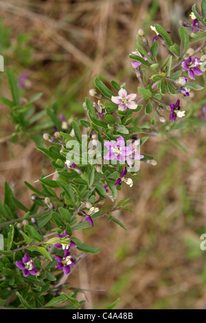 Duke of Argyll's Tea Tree, Chinesische Wolfbeere, Berberei Eheschließe, Red Medlar oder Eheschließe Rebe, Lycium barbarum, Solanaceae. Titchwell, Norfolk. Stockfoto