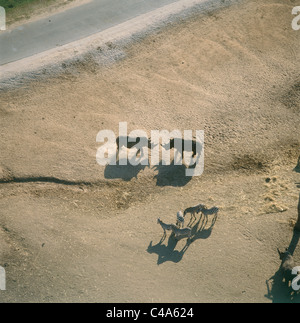 Luftaufnahme von Nashörnern und Zebras im Safari Park in Ramat Gan Stockfoto