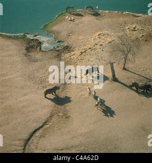 Luftaufnahme von Nashörnern und Zebras im Safari Park in Ramat Gan Stockfoto