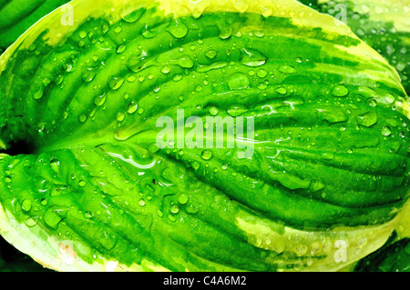 Regentropfen auf grünen Hosta Blätter Nahaufnahme Stockfoto