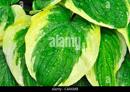 Regentropfen auf grünen Hosta Blätter Nahaufnahme Stockfoto