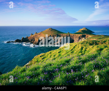 Glockenblumen wachsen auf auf der Pentire Landzunge mit Blick auf Bürzel Punkt in der Nähe von Polzeath, Cornwall, England. Stockfoto