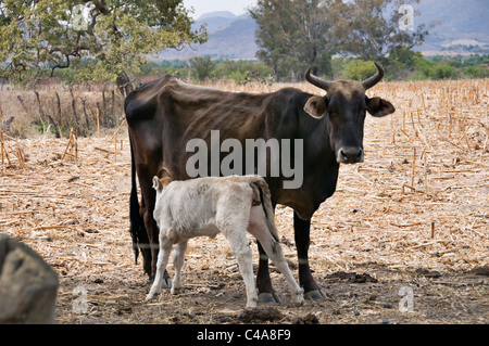 Eine (dam) Mutterkuh und Kalb Spanferkel auf einer Palette auf dem Lande in der Nähe von Mascota, Mexiko. Stockfoto