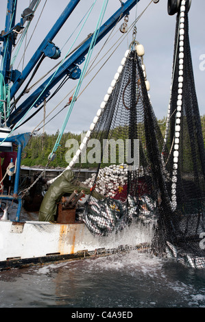 Prince William Sound, Alaska. Tausende von Pfund rosa Lachs in einem Netz. Stockfoto