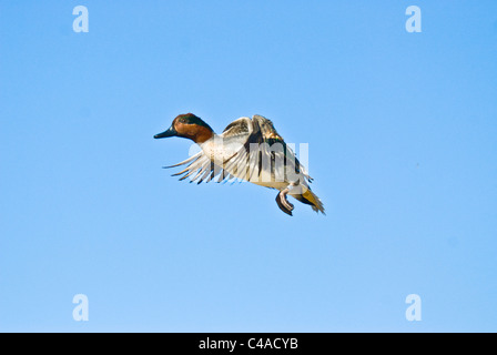 Drake grün – geflügelte Krickente (Anas Carolinensis) während des Fluges an Bosque del Apache National Wildlife Refuge New Mexico Stockfoto