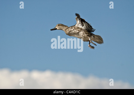 Weibliche grün – geflügelte Krickente (Anas Carolinensis) während des Fluges an Bosque del Apache National Wildlife Refuge New Mexico Stockfoto