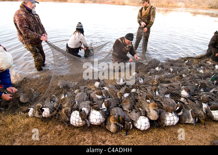 Nördlichen Pintail Enten zur Streifenbildung unter einer Kanone net an Bosque del Apache National Wildlife Refuge New Mexico erfasst Stockfoto