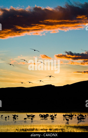 Mehr Kraniche (Grus Canadensis Tabida) in Roost Teich an Bosque del Apache National Wildlife Refuge New Mexico Stockfoto