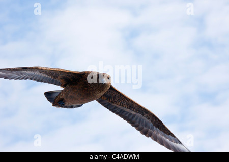 Große Raubmöwe oder bonxie (Catharacta skua) Vogel im Flug Shetland Islands, Schottland, Großbritannien, Großbritannien Stockfoto