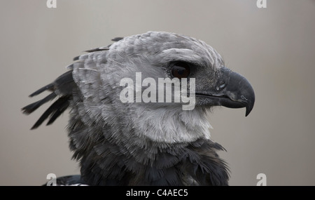 Harpyie (Harpia Harpyja) Captive - Native zu der Neotropis - der Name bezieht sich auf die Harpyien der griechischen Mythologie Stockfoto