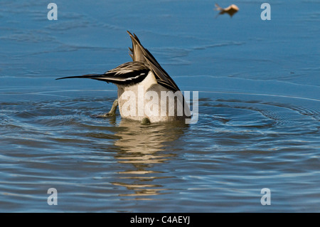 Drake nördliche Pintail (Anas Acuta) Fütterung im Teich an Bosque del Apache National Wildlife Refuge New Mexico Stockfoto