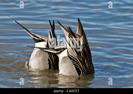 Drake nördlichen Spießente (Anas Acuta) Fütterung im Teich an Bosque del Apache National Wildlife Refuge New Mexico Stockfoto