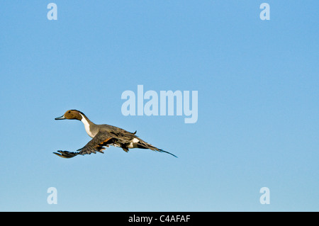 Drake nördliche Pintail (Anas Acuta) während des Fluges an Bosque del Apache National Wildlife Refuge New Mexico Stockfoto