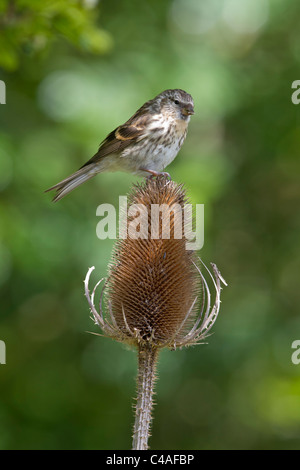 Jugendlichen weniger Redpoll (Zuchtjahr Kabarett) auf Karde Saatgut Kopf. Stockfoto
