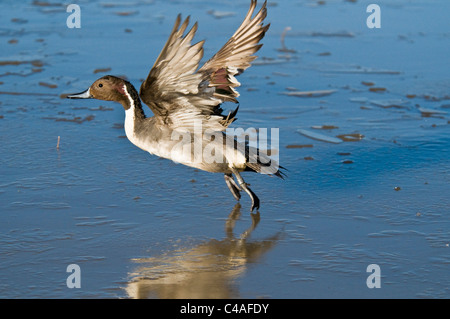 Drake nördliche Pintail (Anas Acuta) ausziehen aus gefrorenen Teich an Bosque del Apache National Wildlife Refuge New Mexico Stockfoto