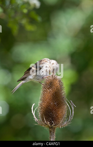 Jugendlichen weniger Redpoll (Zuchtjahr Kabarett) auf Karde Saatgut Kopf. Stockfoto