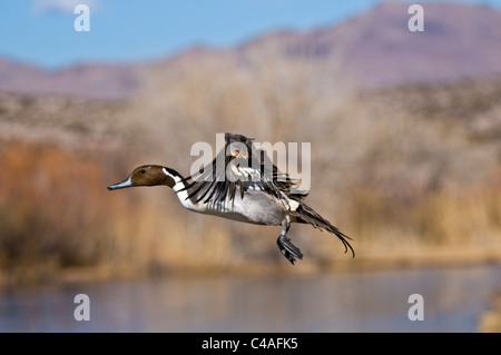 Drake nördliche Pintail (Anas Acuta) von einem Teich am Bosque del Apache National Wildlife Refuge New Mexiko Stockfoto