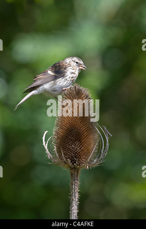 Jugendlichen weniger Redpoll (Zuchtjahr Kabarett) auf Karde Saatgut Kopf. Stockfoto