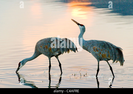 Mehr Kraniche in Roost Teich Stockfoto