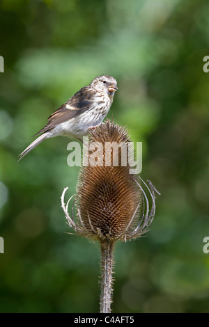 Jugendlichen weniger Redpoll (Zuchtjahr Kabarett) auf Karde Saatgut Kopf. Stockfoto