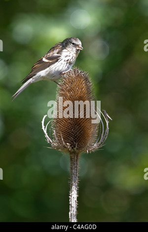 Jugendlichen weniger Redpoll (Zuchtjahr Kabarett) auf Karde Saatgut Kopf. Stockfoto
