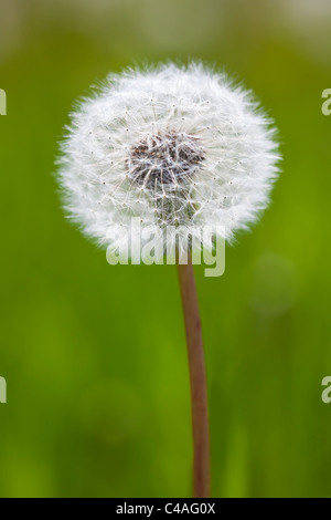 Löwenzahn Unkraut, Saatgut Kopf, Nahaufnahme. Stockfoto