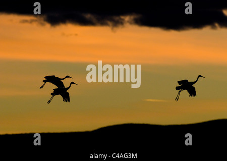 Mehr Kraniche landen in Roost Teich an Bosque del Apache National Wildlife Refuge New Mexico Stockfoto