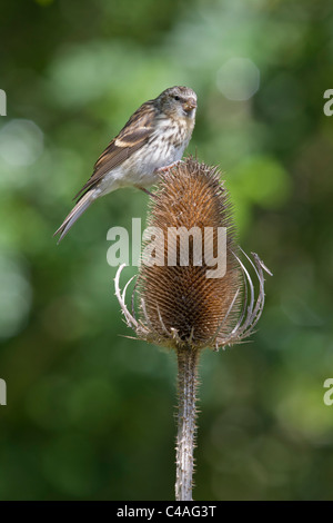 Jugendlichen weniger Redpoll (Zuchtjahr Kabarett) auf Karde Saatgut Kopf. Stockfoto