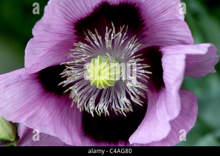 Makroaufnahme eines schönen rosa Papaver Poppy, England, UK Stockfoto