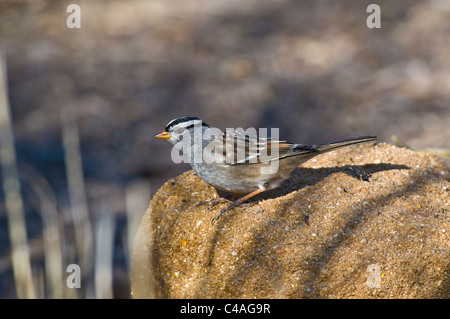 Männliche weiße – Crowned Sparrow (Zonotrichia Leucophrys) Stockfoto