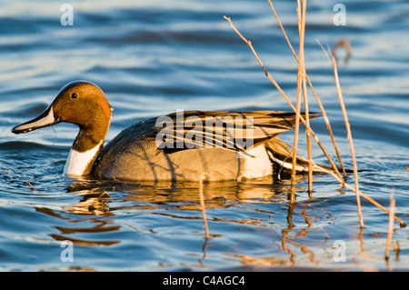 Drake nördliche Pintail (Anas Acuta) an Bosque del Apache National Wildlife Refuge New Mexico Stockfoto