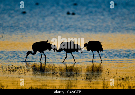 Mehr Kraniche in Roost Teich Stockfoto